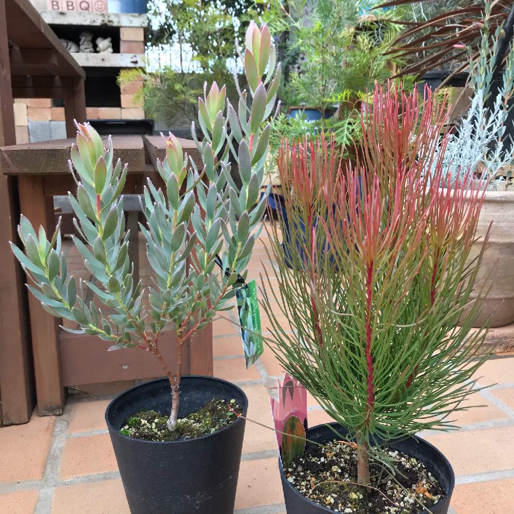 品数豊富！ 激レア！！】オーラックス 7号鉢 ブロンズヘイズ その他観葉植物