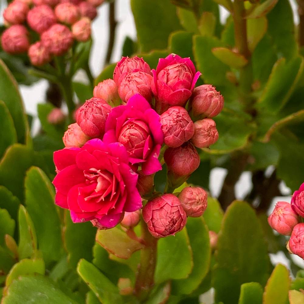 カランコエの投稿画像 By Sebeepさん 植物と暮らすと植物のある暮らしと八重咲きカランコエ と蕾たくさんと植中毒と植物を楽しむと暖冬と植物観察と可愛いと花のある暮らしと花数がいっぱいと植物に癒されて 月1月16日 Greensnap グリーンスナップ