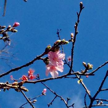 青空に向かっての画像 by ゆらさん | お出かけ先と桜♩とピンク色のお花♡と青空に向かって