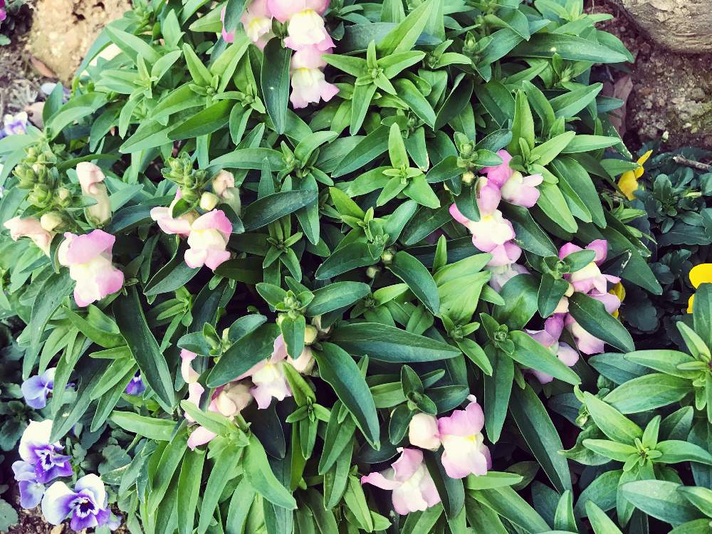 金魚草の投稿画像 By やあさん 見切り苗と庭の花と石ころだらけの土地と斜面の花壇と花のある暮らし 月1月17日 Greensnap グリーンスナップ