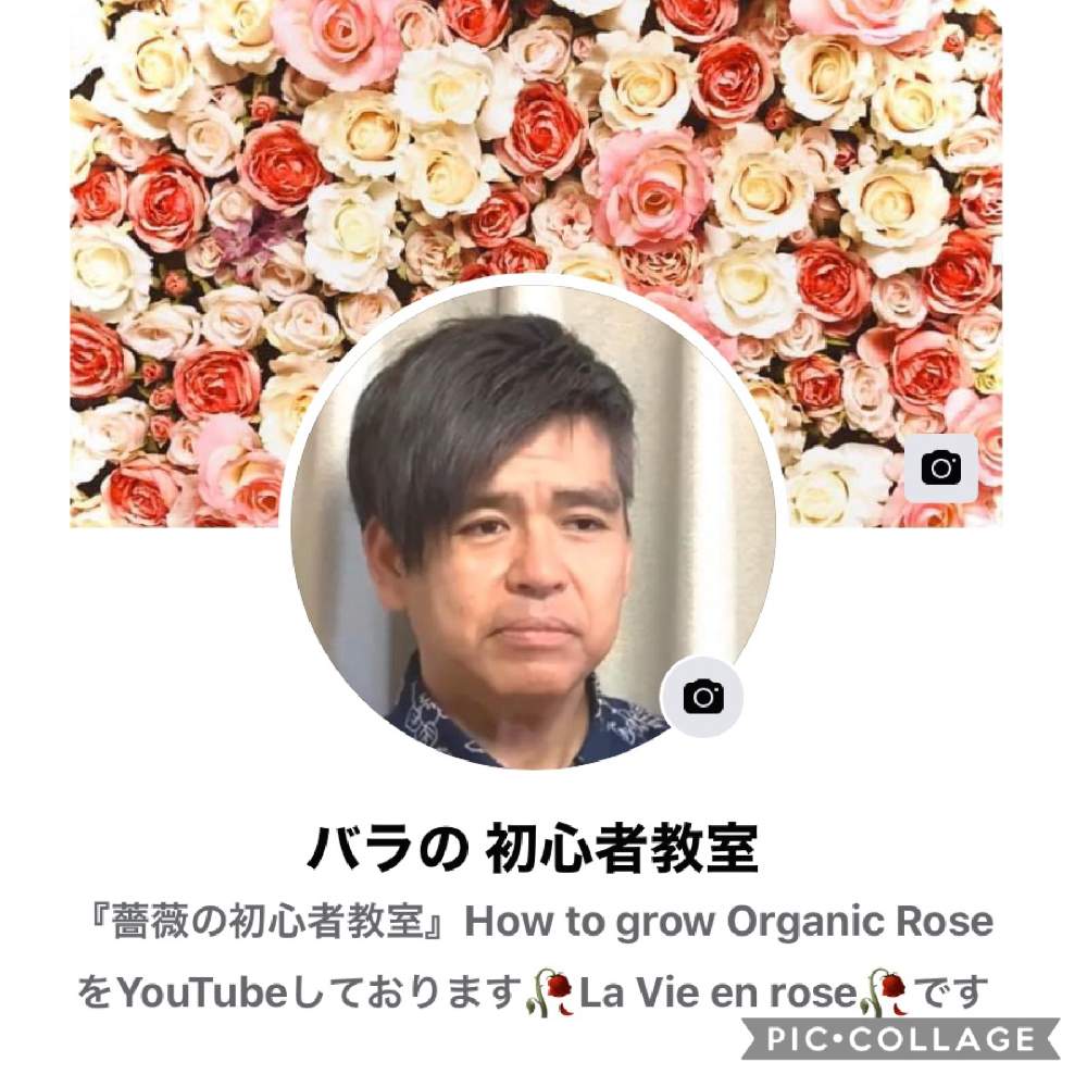 Youtubeの投稿画像 By 自然農法バラ栽培 Natural Farming Rose Cultivationさん ローズショーとバラ初心者とばら バラ 薔薇と薔薇愛同盟と薔薇男子と薔薇女子と初めてのバラとバラの育て方とオーガニックとyoutuberと世界に羽ばたきたいと世界へ羽ばたきたいrosarian