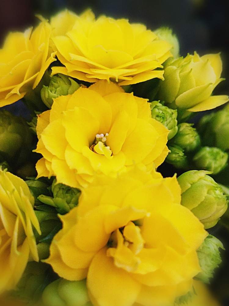 カランコエの投稿画像 By たまごさん プランターと黄色い花と綺麗な花とビタミンカラーと彩りとガーデニングと花のある暮らしとかわいい花と冬に咲く花フォトコン 月1月17日 Greensnap グリーンスナップ