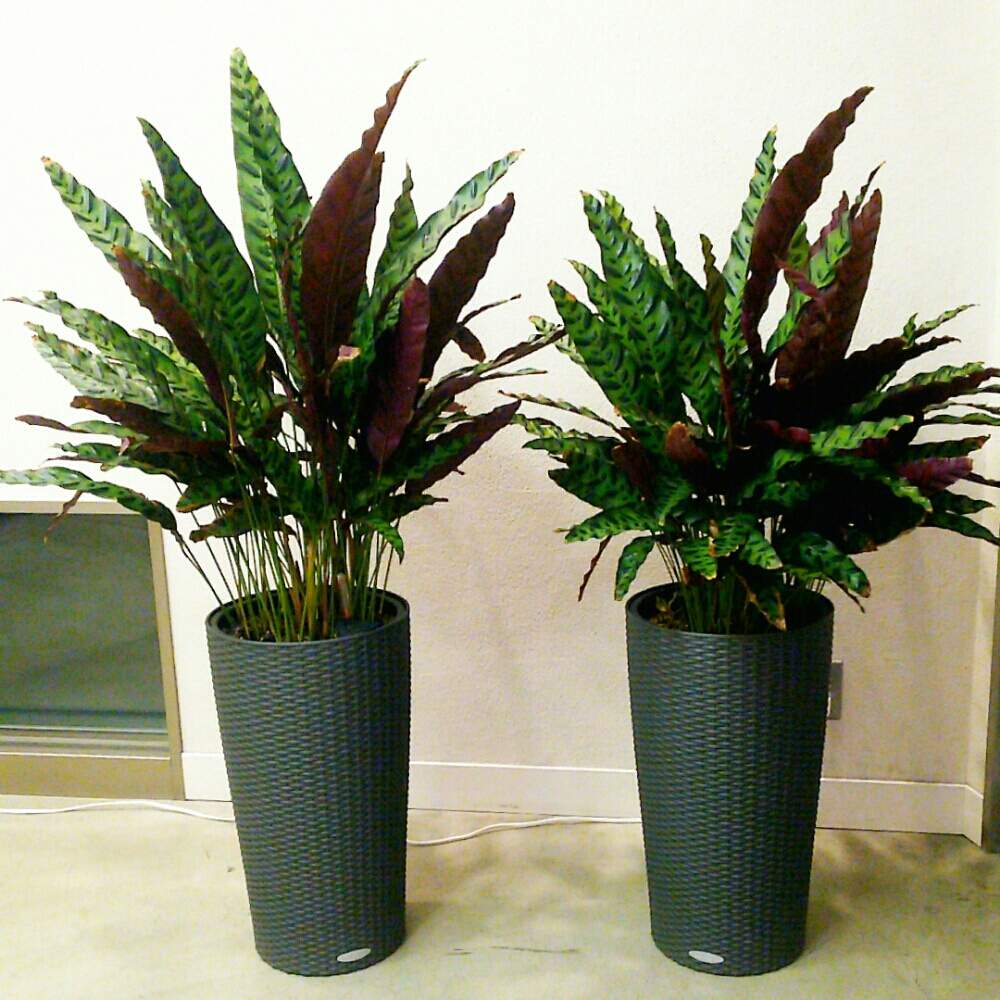 シャープの投稿画像 By Non Noさん カラテア ランキフォリアと観葉植物と葉裏がワイン色とスタイリッシュとグリーン ダークグリーンの葉っぱと北海道 月1月17日 Greensnap グリーンスナップ