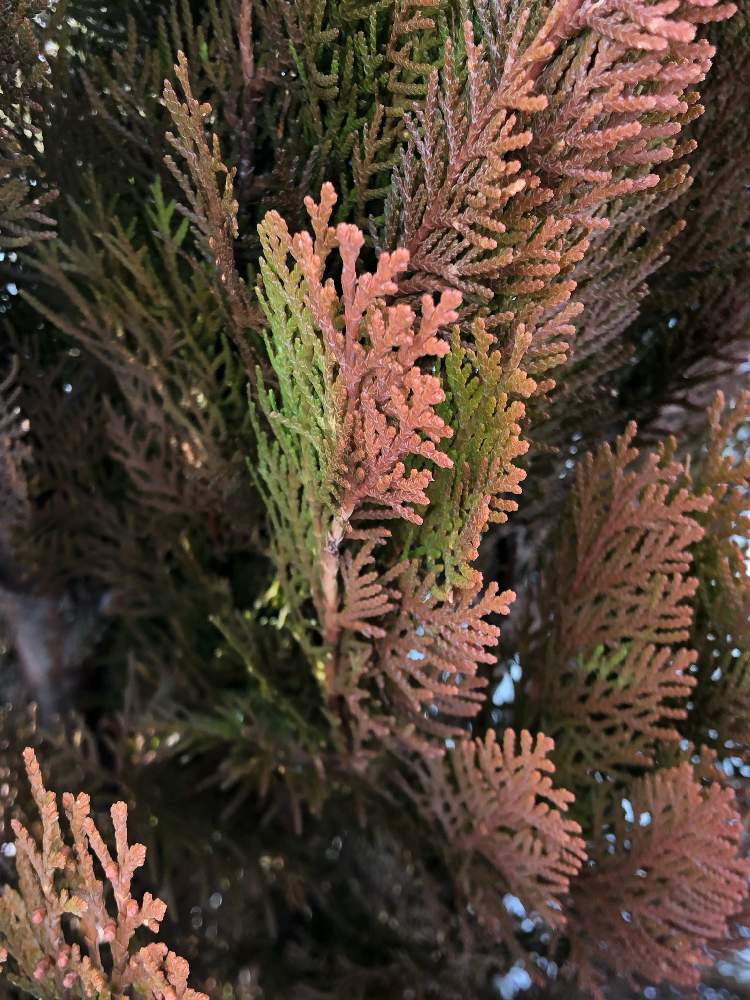 エレガンテシマの投稿画像 By ポルルンさん ガーデニングと紅葉 こうよう とコニファー と冬の庭木 月1月17日 Greensnap グリーンスナップ
