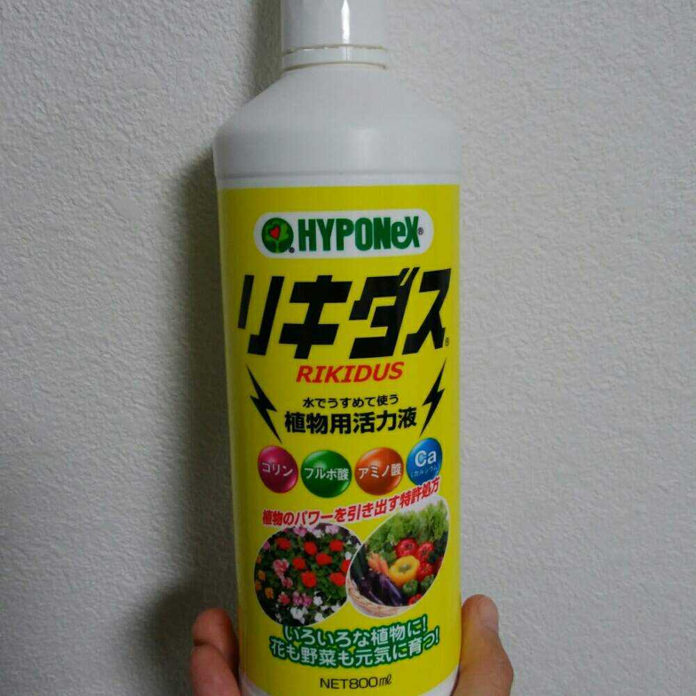 ディッキア】育て方：用土と肥料編 byにんにん｜????GreenSnap（グリーンスナップ）