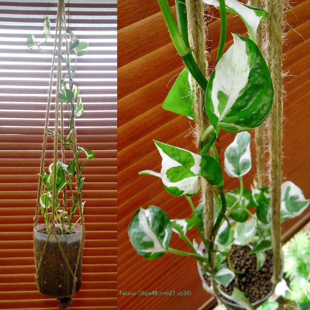 ポトスの投稿画像 By Tetsuoさん 観葉植物とエピプレムヌム属とセラミス仕立てとハイドロカルチャーとセラミスグラニューとハイドロボールとgs映えとgs日和と今日の一枚とサトイモ 科と成長記録 月1月17日 Greensnap グリーンスナップ