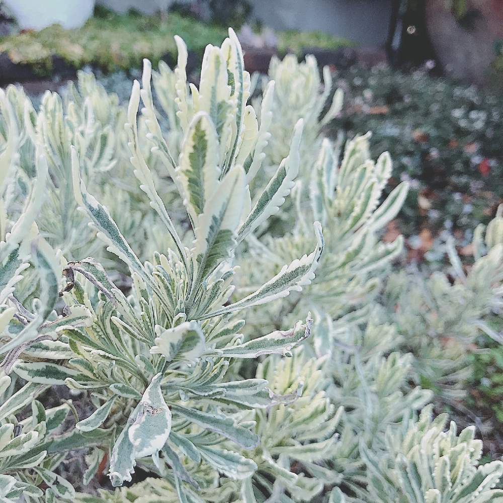 ラベンダーの投稿画像 By Nicoさん ガーデンと斑入り葉っぱとガーデニングと花のある暮らしと地植えとお庭リフォーム中 月1月17日 Greensnap グリーンスナップ