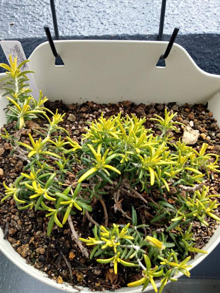 ローズマリー ウィルマスゴールドの投稿画像 By コビトカバさん ベランダガーデンと楽しみ と植物のある暮らしとどんどん増えろ 月1月17日 Greensnap グリーンスナップ