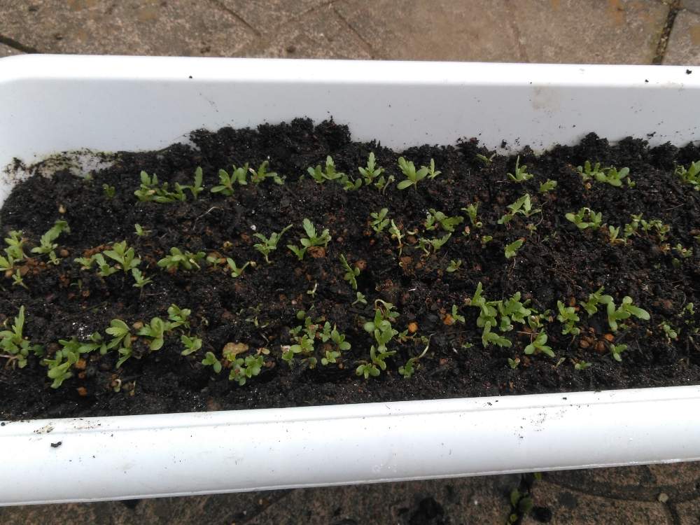 春菊の投稿画像 By こじるんさん プランターと家庭菜園と春菊の芽とやさいとプランター栽培と家庭菜園奮闘日記 月1月17日 Greensnap グリーンスナップ