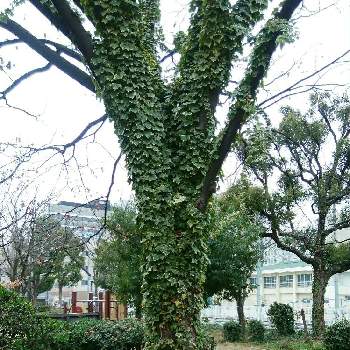 つた植物の画像 by シェルマンさん | ショートコントと面白い木シリーズと暖かそう❤️とへんなの〜〜となんだこれ？と変な形と芸術的とびっくりと散歩中とつた植物