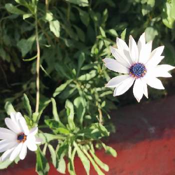 アフリカンデージーの投稿画像一覧 Greensnap グリーンスナップ