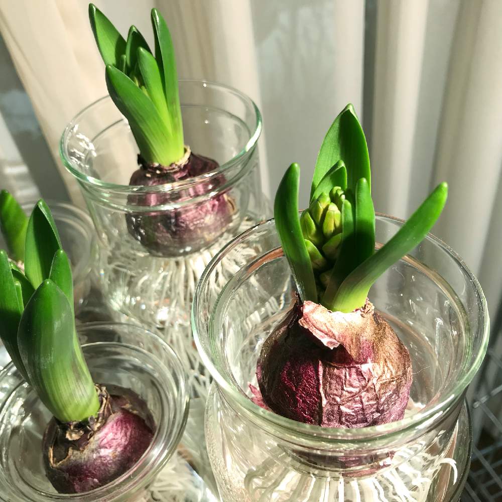 ヒヤシンスの投稿画像 By 幻テラスのともちゃん2年生さん 春の球根植物とヒヤシンス水栽培とヒヤシンス球根と球根と水耕栽培と花のある暮らし 月1月17日 Greensnap グリーンスナップ
