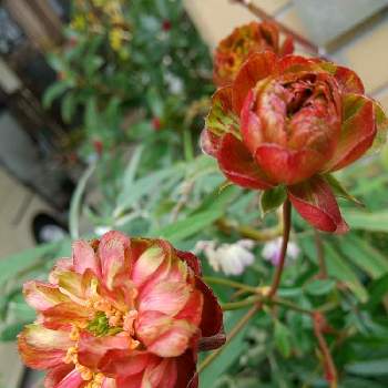 スプレーバララディッシュの投稿画像一覧 Greensnap グリーンスナップ