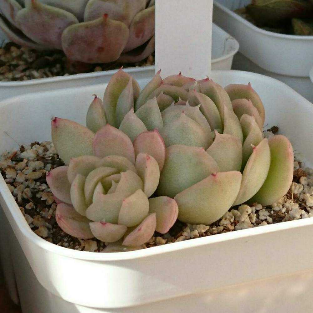 多肉植物　花月夜　抜き苗　エケベリア 花月夜の成長日記 - オリーブ好きレッサーパンダ