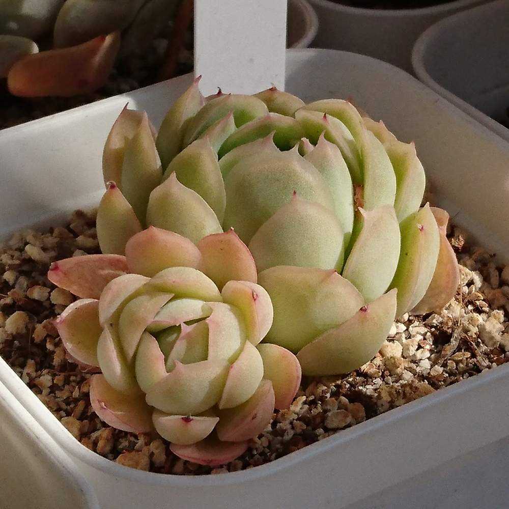 147 花月夜の生長記録 Vol.1 2022.03.24結｜🍀GreenSnap