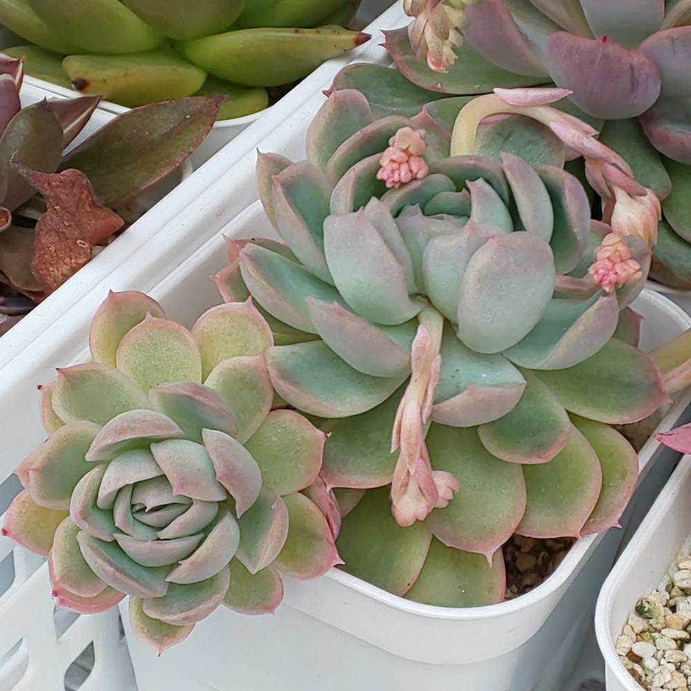 147 花月夜の生長記録 Vol.1 2022.03.24結｜🍀GreenSnap（グリーン