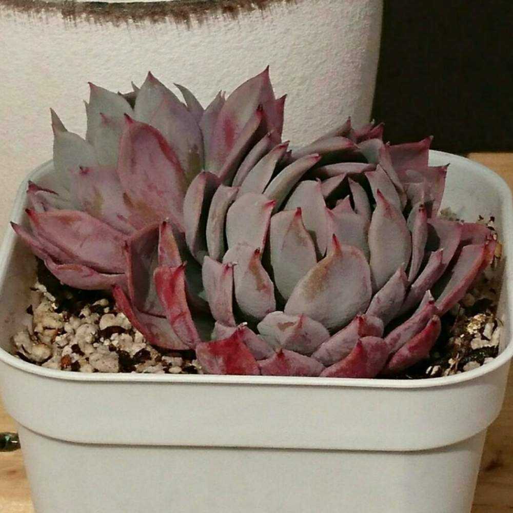 148 ブラッドブリアナの生長記録 Vol.1 2022.03.09結｜🍀GreenSnap