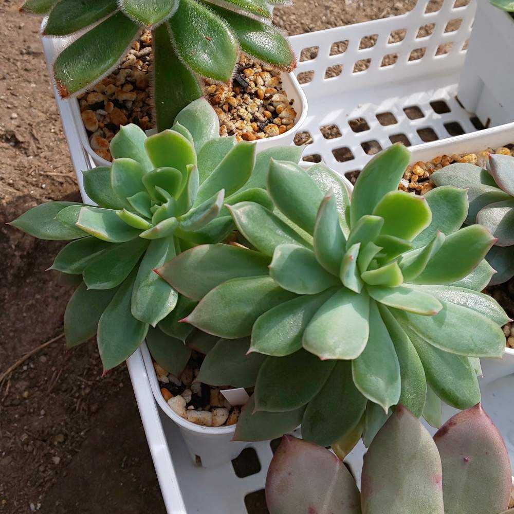 多肉植物 寄せ植え（ブラッドブリアナ） ブラッドブリアナ,エケベリア属,多肉植物ブラッドブリアナ紅葉