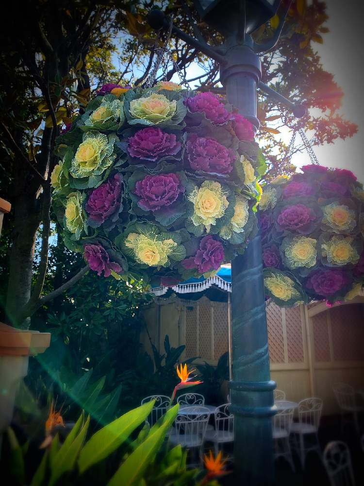 葉牡丹の投稿画像 By ししゃもさん ボタニカルスポット冬 月1月17日 Greensnap グリーンスナップ