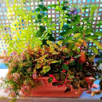 アルテルナンテラ マーブルクィーン イエローの投稿画像一覧 Greensnap グリーンスナップ