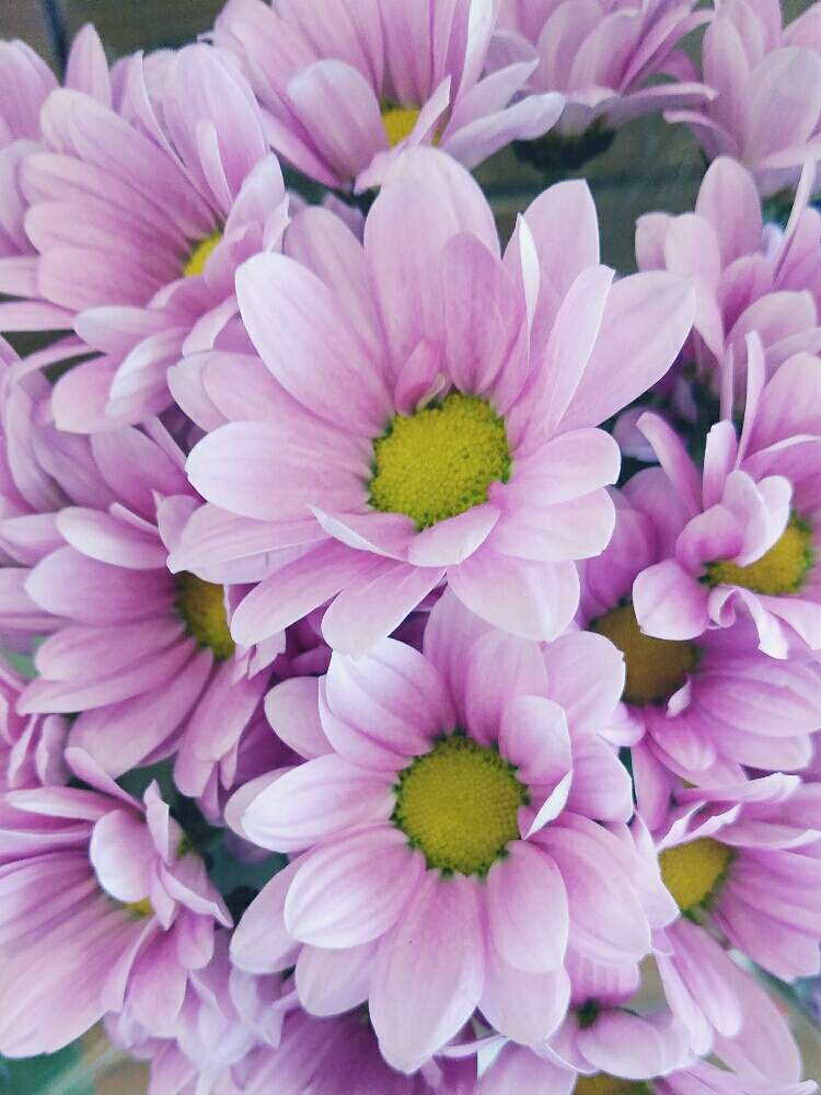 スプレーマムの投稿画像 By ゆめ さん 綺麗 と今日もお疲れ様 と花言葉 あなたを愛します と綺麗な花色と花屋さんと花のある暮らしと可愛い 月1月17日 Greensnap グリーンスナップ