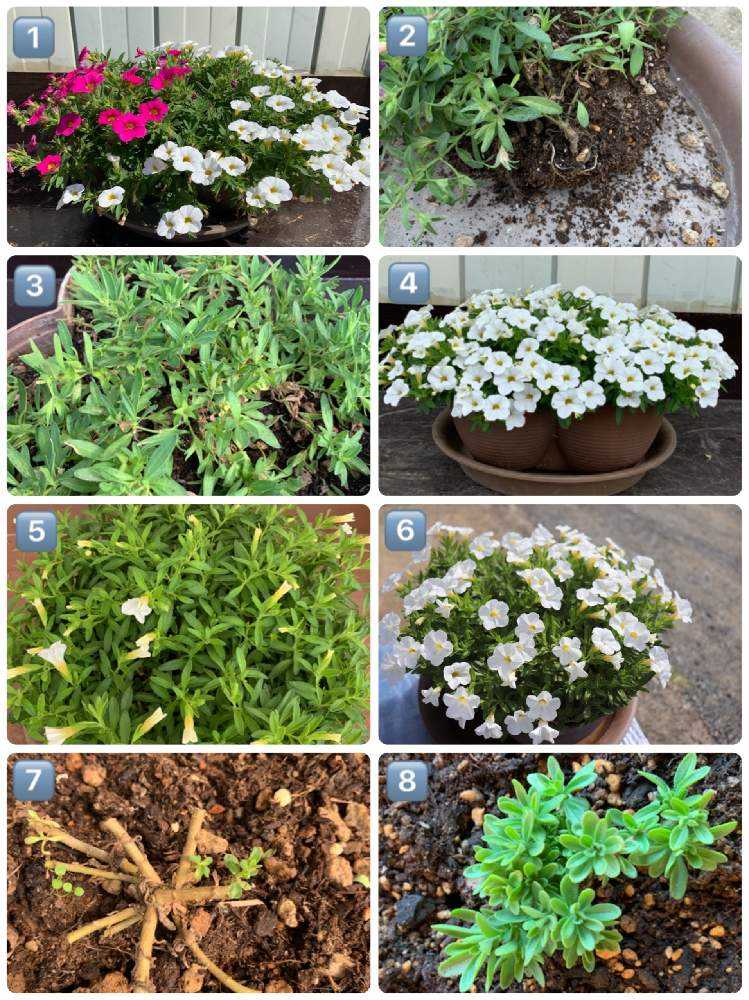 挿し芽と摘芯と切り戻し Greensnap グリーンスナップ