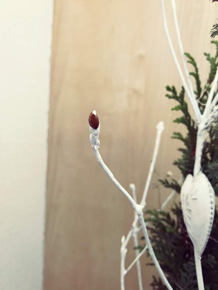 ドウダンツツジの投稿画像 By ぷにゅさん 切花とつぼみと緑のある暮らしとフラワーアレンジメントと花のある暮らしとクリスマスアレンジ 月1月17日 Greensnap グリーンスナップ