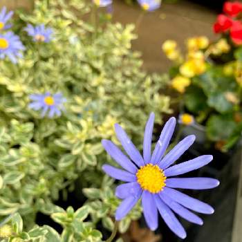 葉っぱの魅力✨の画像 by さいたまさん | お出かけ先とブルーデイジーとブルーデイジー 斑入りと一輪の魅力と本日の花と葉っぱの魅力✨と近所の園芸店とイキイキ✨と小さい花の癒し✨と花のある暮らしと花びらの魅力✨と紫色の花に弱い。とBLUE BLUE BLUE