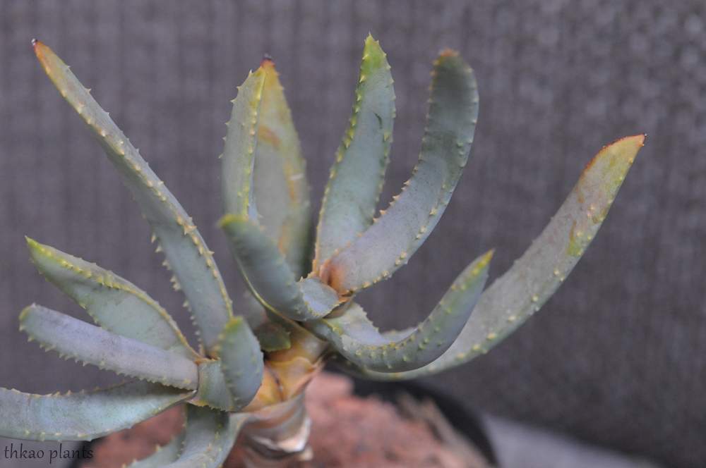 観葉植物の投稿画像 By Thkaoさん アロエ属とアロエ ディコトマ 月1月18日 Greensnap グリーンスナップ