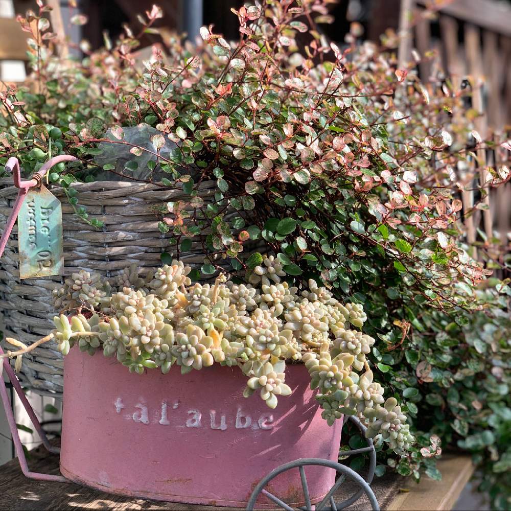 植物のある暮らしの投稿画像 By Rinさん 多肉女子とマンションのベランダと花のある暮らしとマンション 2020月1月18日 Greensnap グリーンスナップ