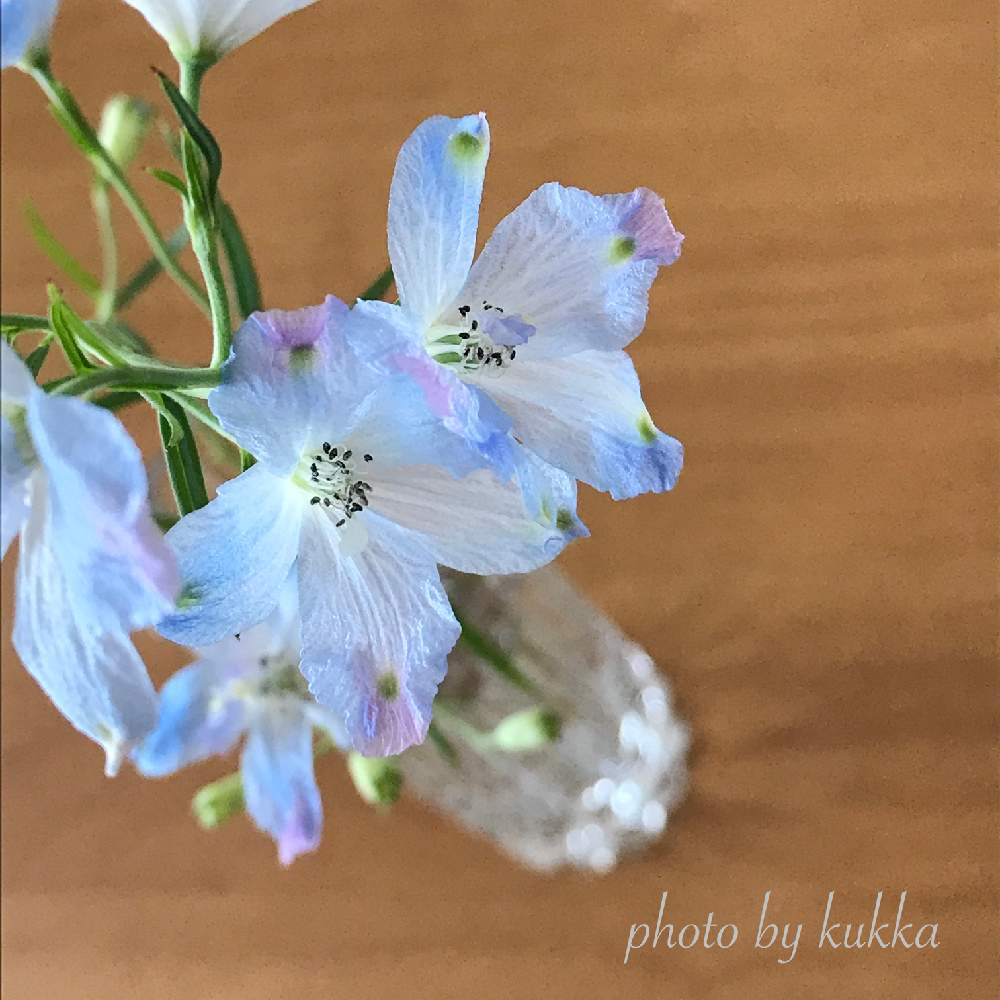 デルフィニウムの投稿画像 By Kukkaさん 部屋とキラキラ とグラデーションと切り花を楽しむと青い花と美しく青きドヨウとナチュラルスタイルと花のある暮らしとブルーの花と切り花とひらひらとキラキラ とグラデーションと切り花を楽しむと青い花と美しく青きドヨウと