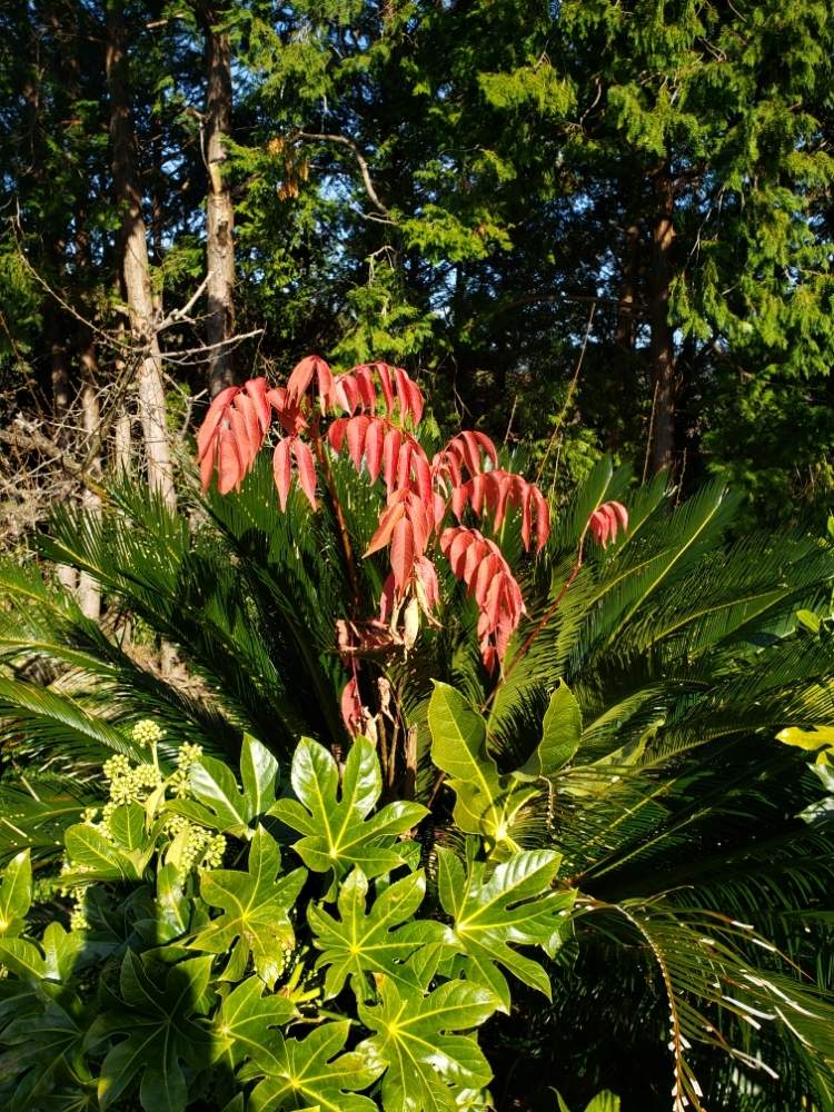 ハゼの木 の投稿画像 By Azlさん Gs映えと季節外れなと紅葉 こうよう と花のある暮らしとgreen Up 月1月18日 Greensnap グリーンスナップ
