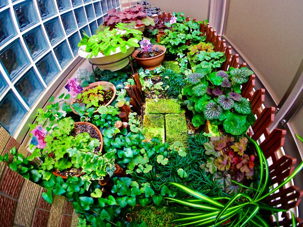 ヒューケラの投稿画像 By ピロさん ヒューケラ とアイビー と オリズルランとたまりゅうとヒューケラ王国 月1月18日 Greensnap グリーンスナップ