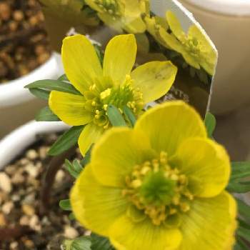 黄花 節分草の投稿画像一覧 Greensnap グリーンスナップ