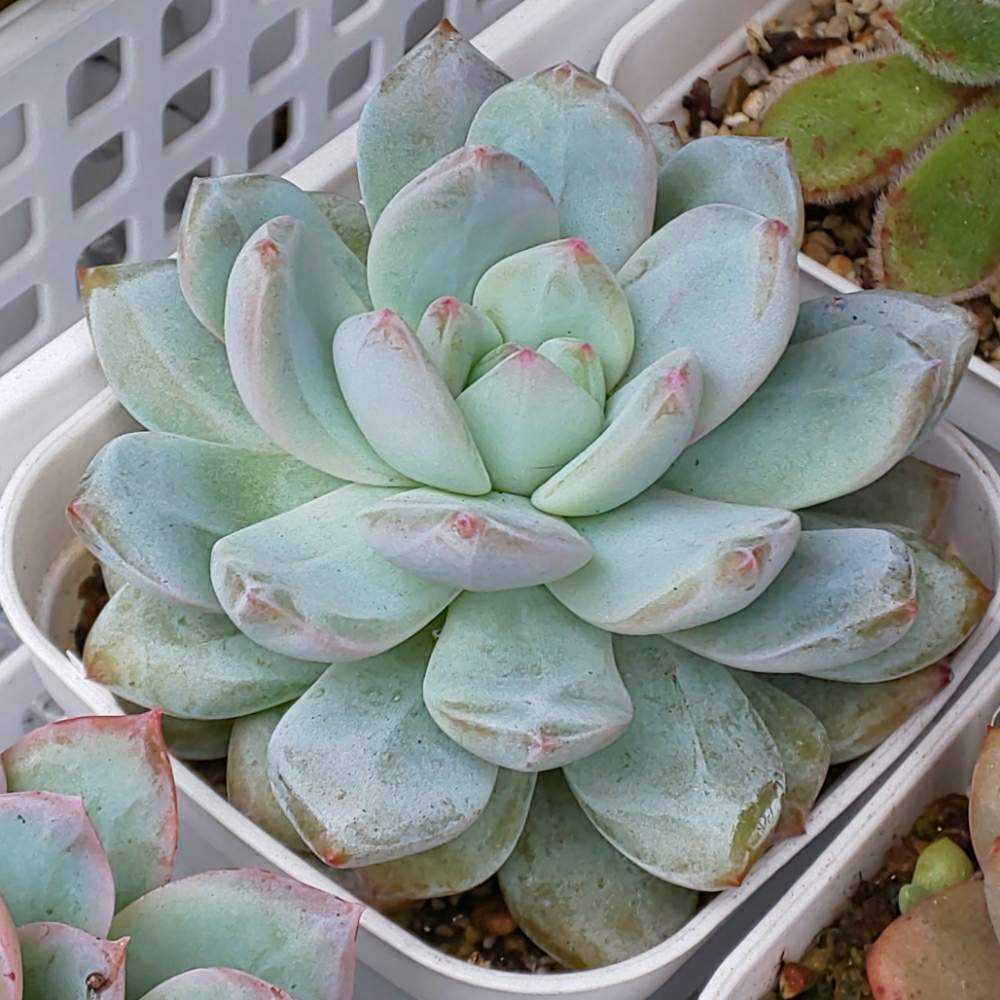 126.. 多肉植物 リモン 750円【抜き苗】 126.. 多肉植物 リモン 700円【抜き苗】引っ越しの為販売お休み中