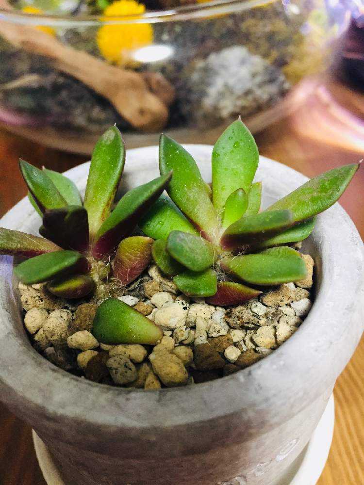 アナカンプセロス属・吹雪の松✨2022/05/19更新｜🍀GreenSnap