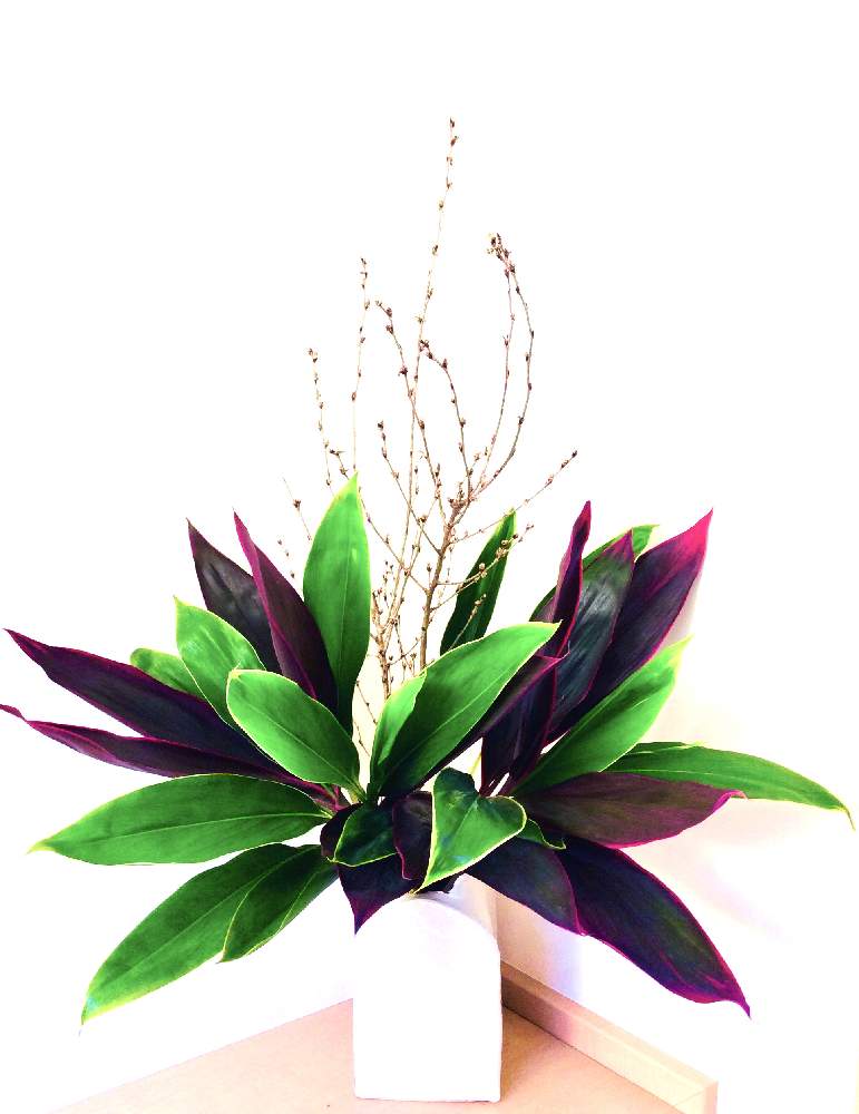 ドラセナの投稿画像 By Apricot53さん 玄関といけばなとフラワーアレンジメントと花のある暮らしとテーブルウェアと切り花 と生け花といけばなとフラワーアレンジメントと花のある暮らしとテーブルウェアと切り花と生け花 月1月19日 Greensnap グリーンスナップ