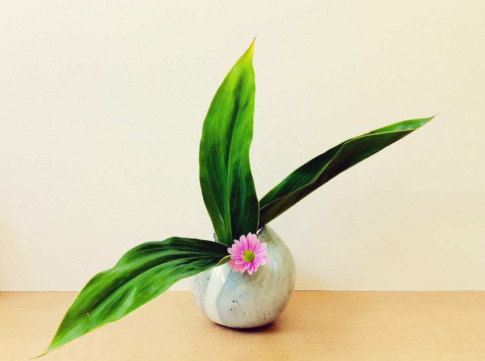 ドラセナの投稿画像 By Apricot53さん 花器といけばなとフラワーアレンジメントと花のある暮らしとテーブルウェアと切り花と生け花 月1月19日 Greensnap グリーンスナップ