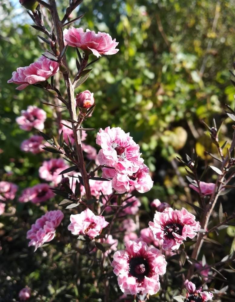 ギョリュウバイ 御柳梅 の投稿画像 By 巫女歩 さん 冬に咲く花フォトコンと可愛い花とフトモモ科と常緑低木とギョリュウバイ属と花のある暮らしとピンク八重と冬のお花 月1月19日 Greensnap グリーンスナップ