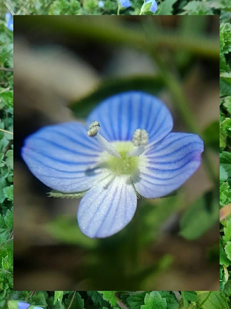 オオイヌノフグリの投稿画像 By Stᗩkittyさん 雑草とお散歩と早春の花とフグリストと接写レンズとマクロレンズとお出かけ先とフグリーヌと雑草とお散歩と早春の花とフグリストと接写レンズとマクロレンズとフグリーヌ 月1月19日 Greensnap グリーンスナップ