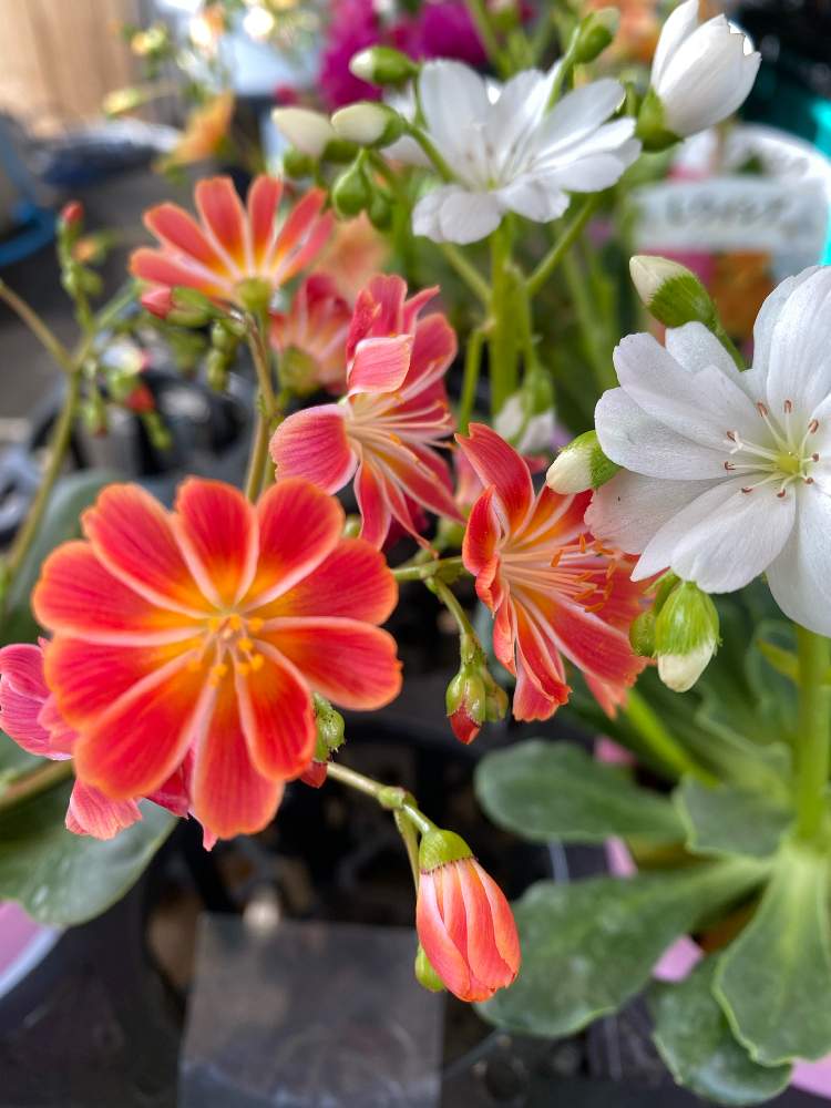 レウィシアの投稿画像 By くじらさん 月1月19日 Greensnap グリーンスナップ