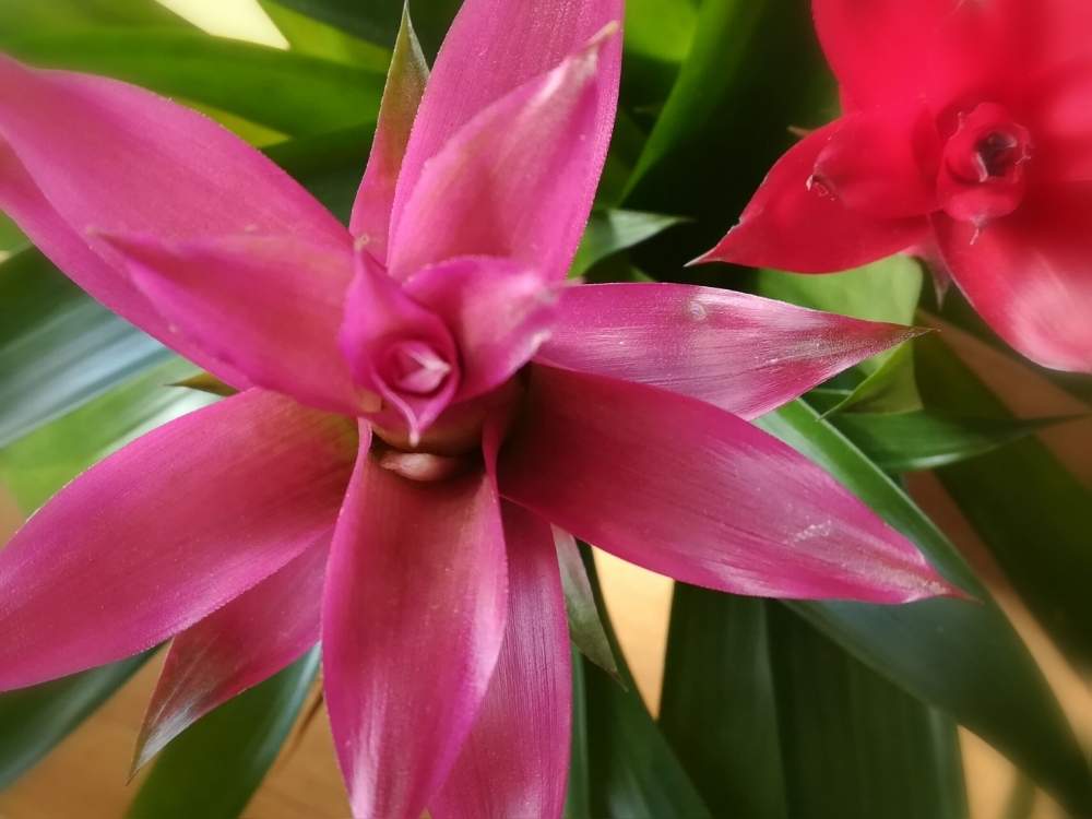 グズマニアの投稿画像 By 巫女歩 さん 観葉植物と花苞と実家の植物と綺麗な花苞と着生植物 月1月19日 Greensnap グリーンスナップ