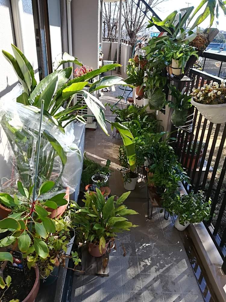 バルコニー ベランダの投稿画像 By ハイジさん 観葉植物とチーム愛知と観葉植物とチーム愛知 月1月19日 Greensnap グリーンスナップ Greensnap グリーンスナップ