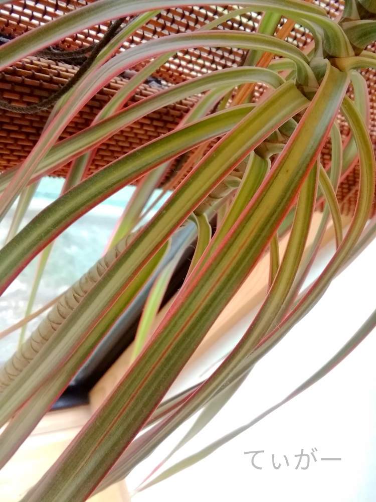 ドラセナの投稿画像 By ティガーさん ドラセナ コンシンネ トリカラーと接写が好きと今日のお花とシンプルが好きと植物好きと花のある暮らしと葉も美しいと自然の不思議 月1月19日 Greensnap グリーンスナップ