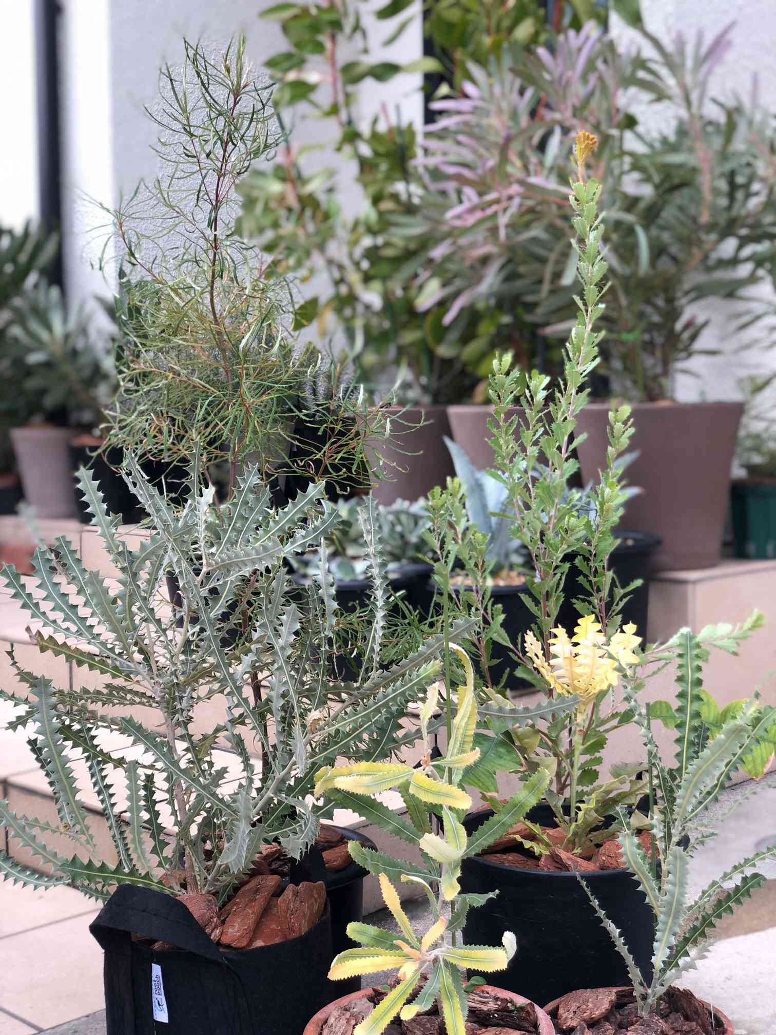 ☆ファイアウッド☆ バンクシア メンジーシー メンジェシー オージー