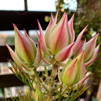 驚くばかりセルリア 花 すべての美しい花の画像