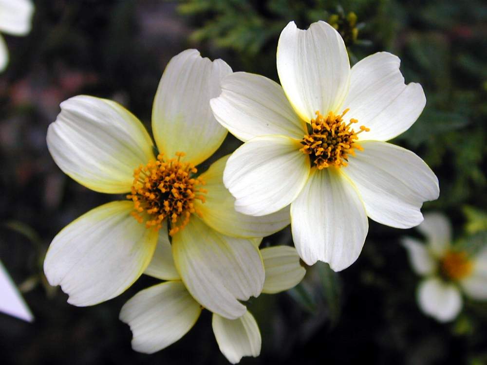 ウインターコスモスの投稿画像 By Hiroshiさん ビデンスと冬の花とキク科と花のある暮らしと白い花と秋の花 月1月19日 Greensnap グリーンスナップ