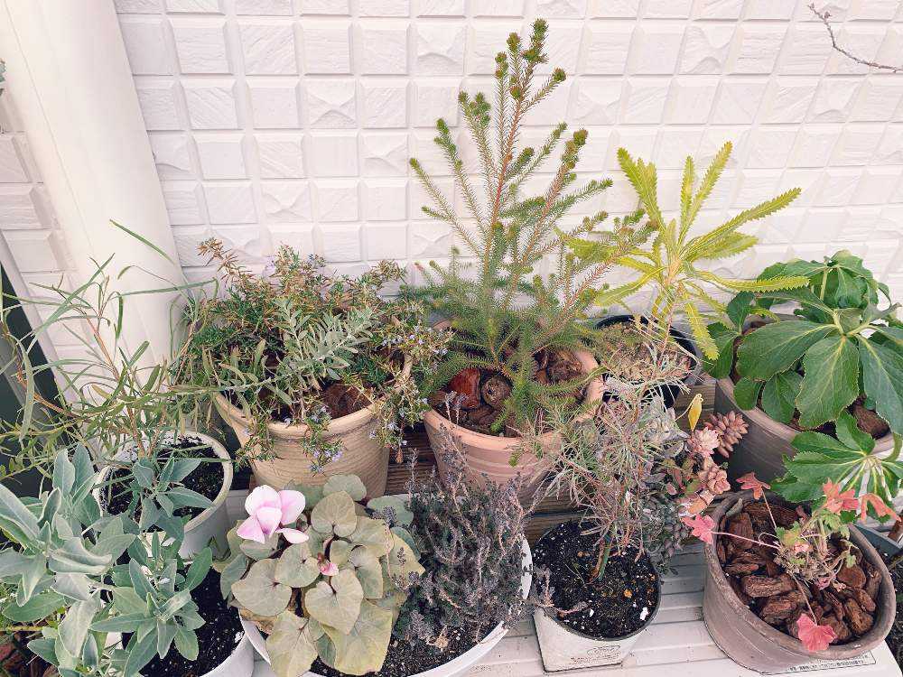 ホワイトセージの投稿画像 By 蟹江うぇす子 36 さん グレビレア エンドリチェリアナとユーカリ ニコルと寄せ植えと見切り品と咲いたよとベランダガーデニングと狭いベランダと冬の花とベランダガーデンとネイティブプランツと多肉女子と冬だからと花のある暮らしと