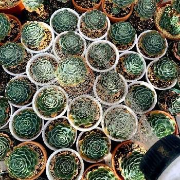 七福神,多肉植物,iPhone XRにて撮影, 七福神,たにおたくらぶNo.186の画像