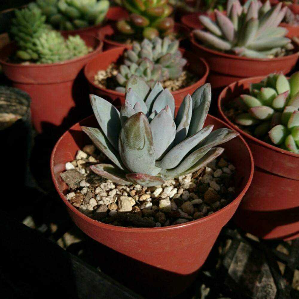 霜の朝 エケベリア 抜き苗 多肉植物